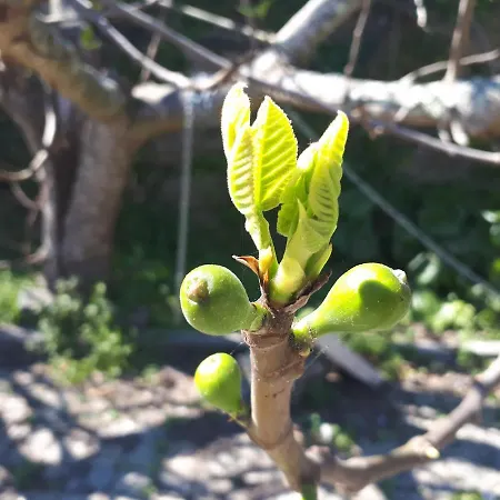 Quinta Do Mirante *
