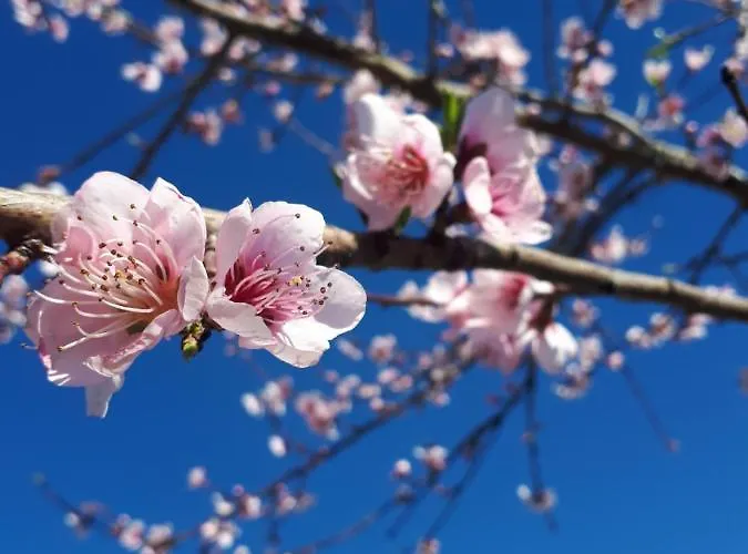 Quinta Do Mirante Hébergement de vacances *